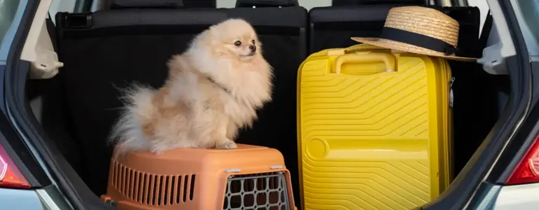 Viajar con tu mascota en auto: ¿cómo transportar a tu gato o perro?
